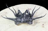 Dicranurus Trilobite - Fully Free-Standing Spines! #46448-3